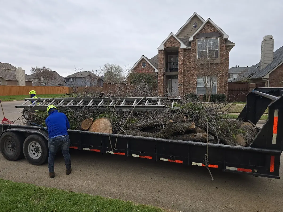 Expert Tree Fertilization with proper safety equipment in Patterson
